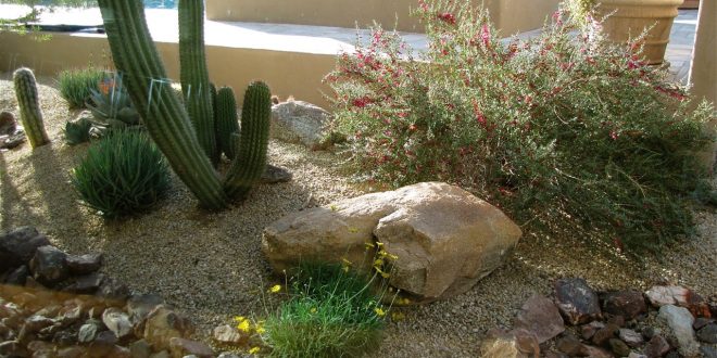 Plants For Desert Landscaping, Best Plants For Desert Landscaping